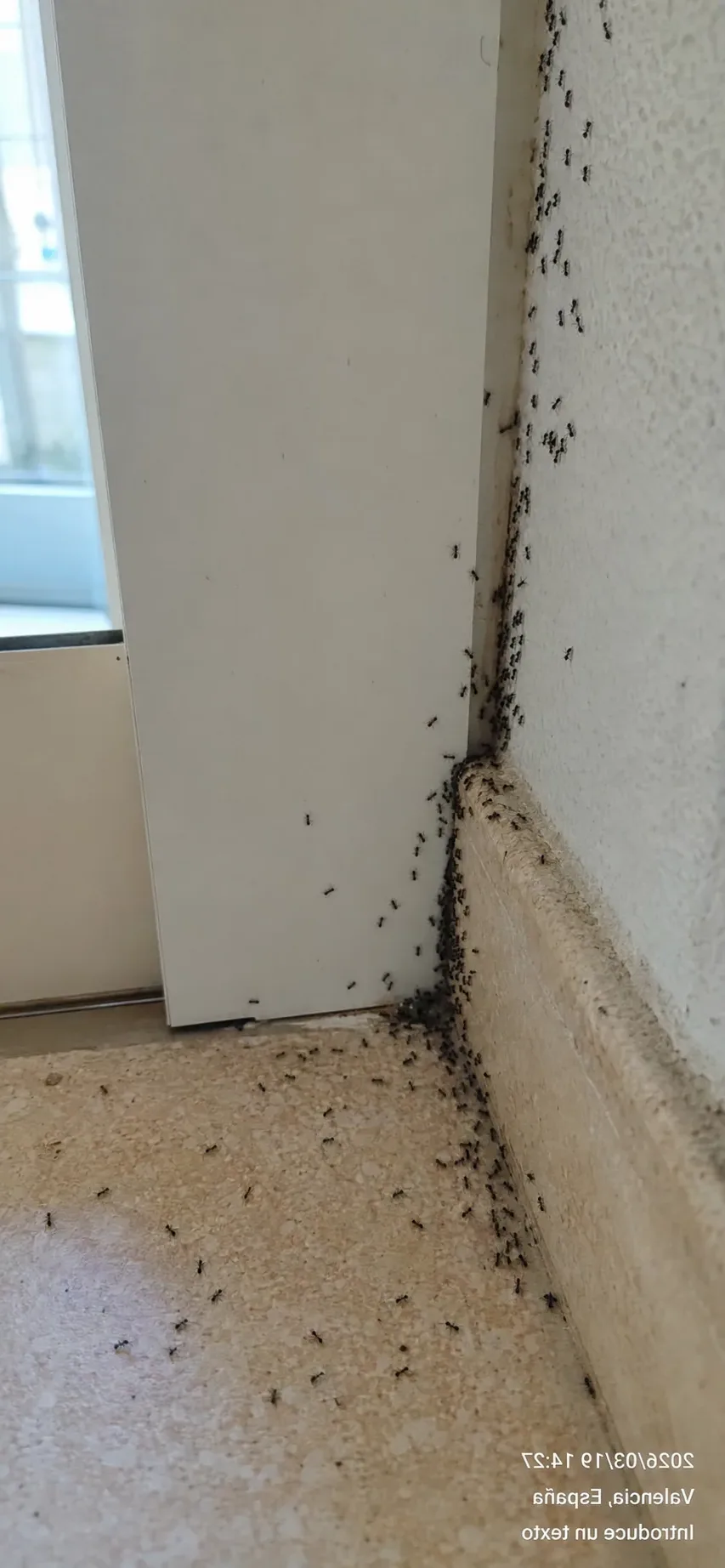Tratamiento de hormigas en Manresa — BagesPlagas