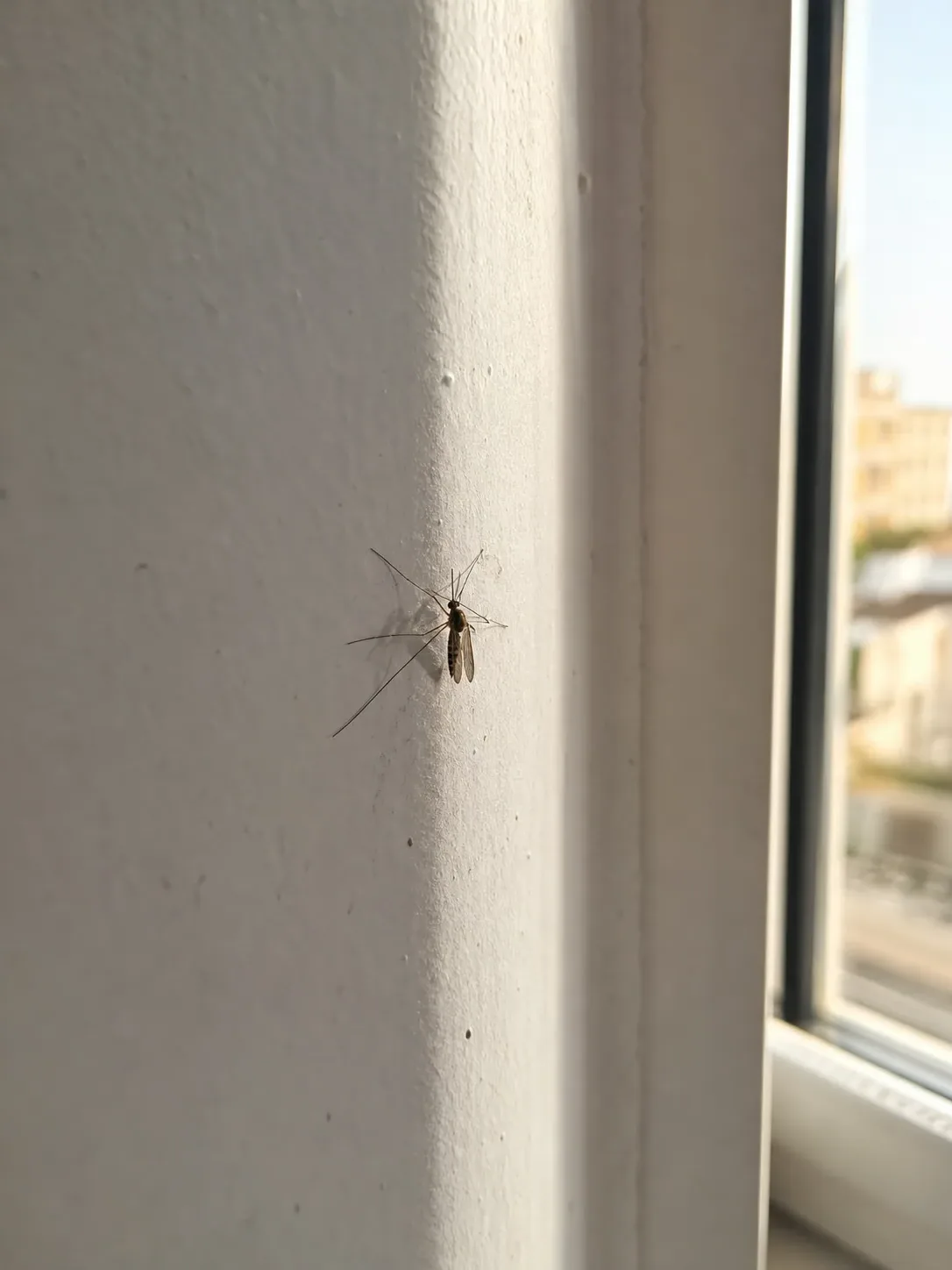 Tratamiento de mosquitos en Manresa — BagesPlagas