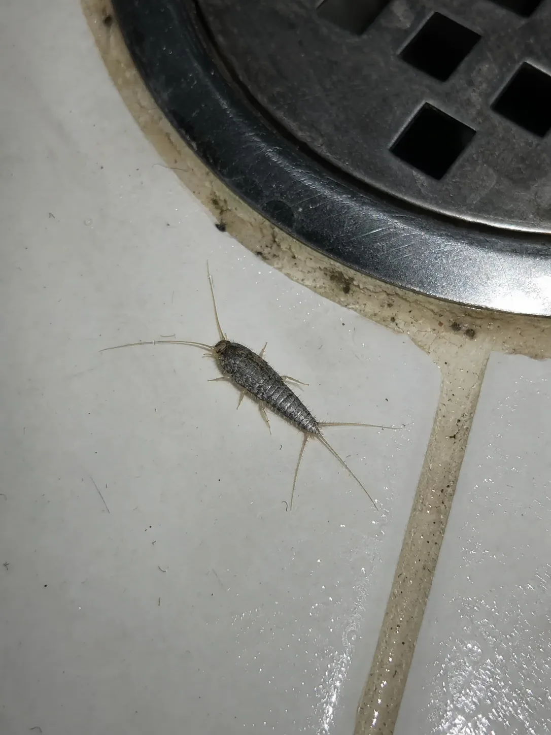 Pececillo de plata junto al desagüe del baño
