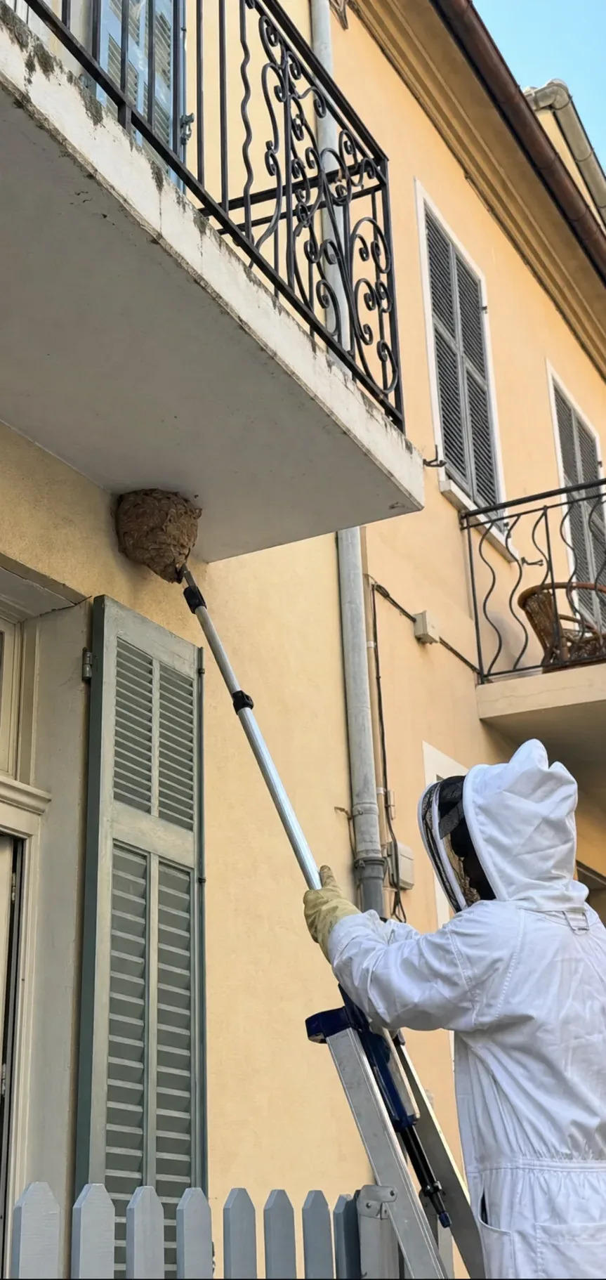 Retirada de nidos de avispas en Manresa — BagesPlagas